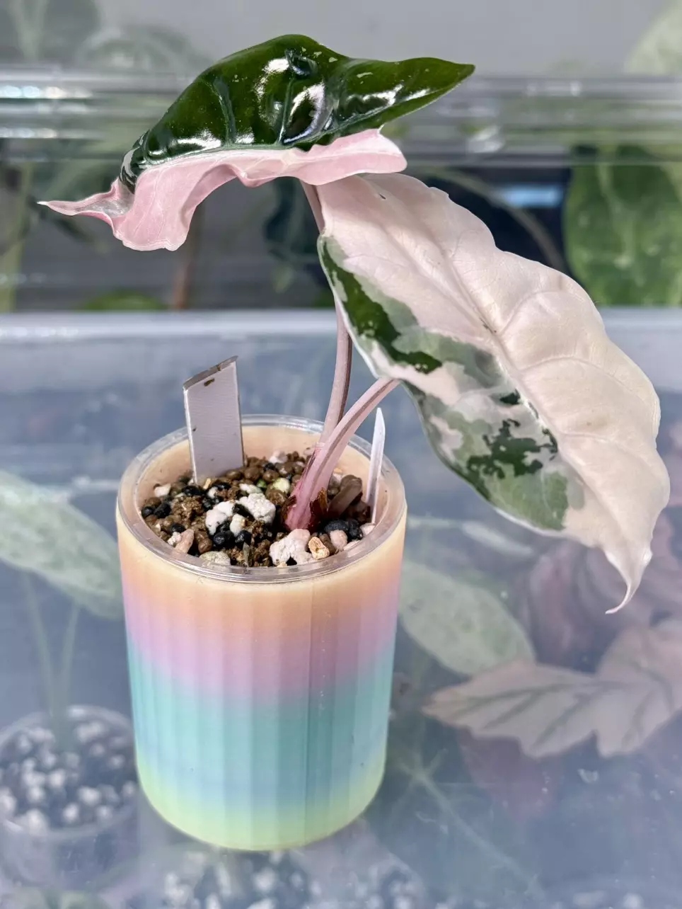 3D- Glow in the dark cache cup-single thumbnail