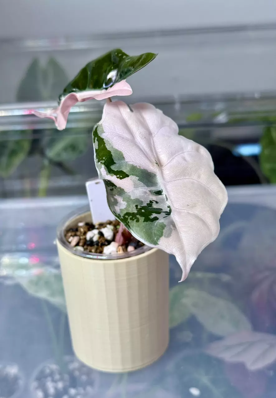 3D- “Wood” grain cache cup thumbnail