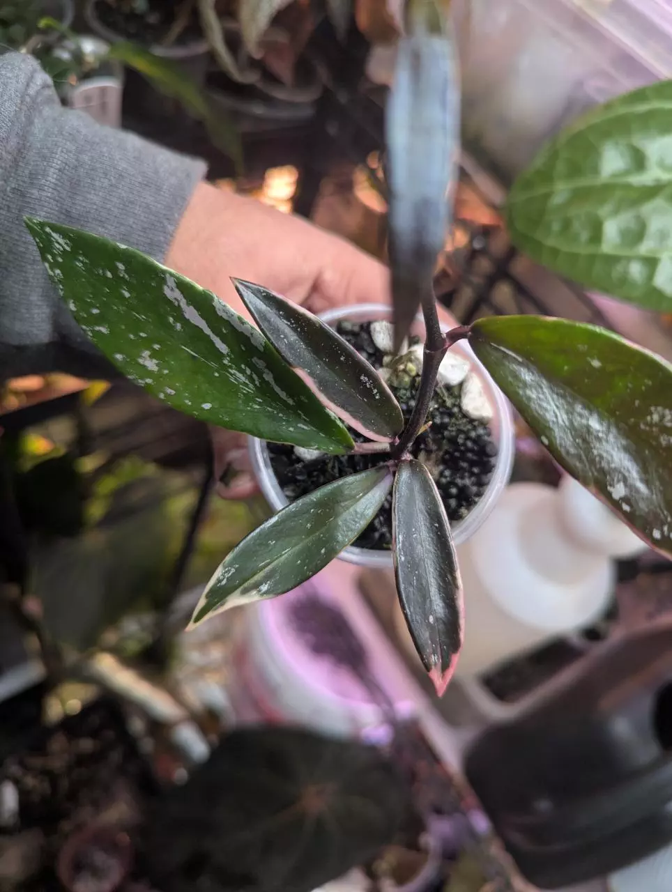Hoya Pubicalyx Albo #1 thumbnail