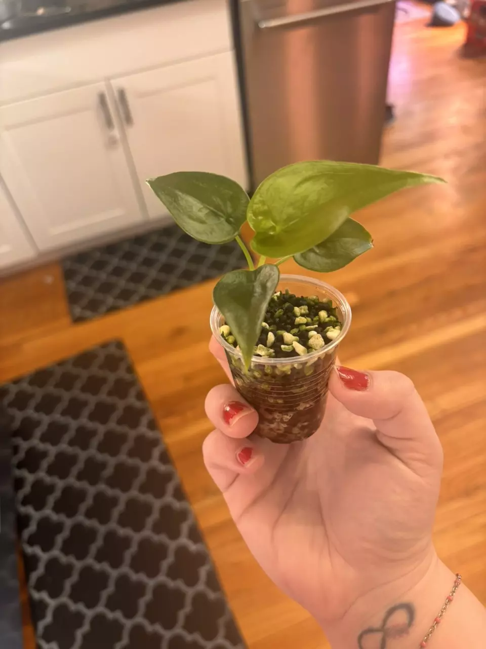 Alocasia cuculatta? thumbnail