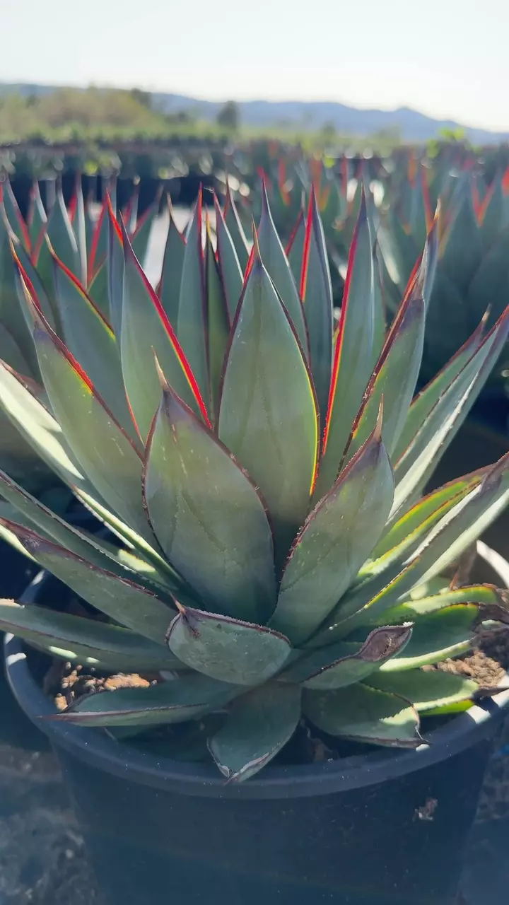 Agave ‘Blue Glow’ | 3gal - 10” Pot thumbnail