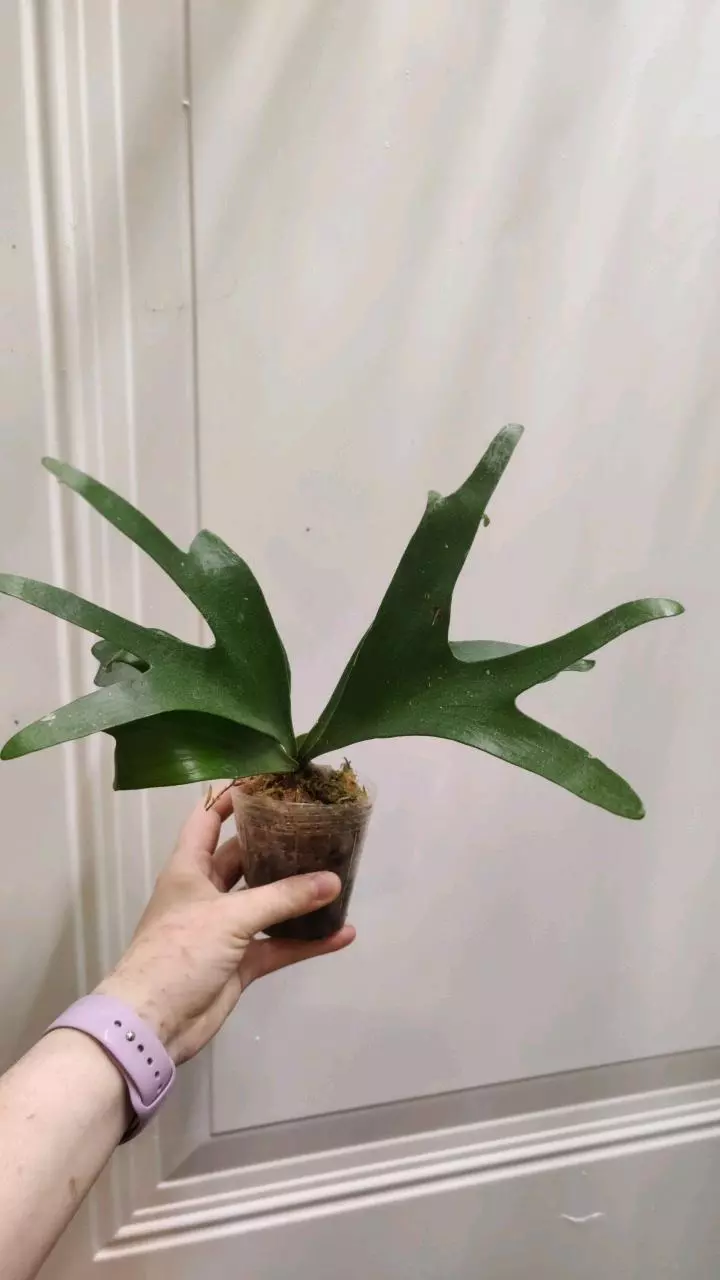 Platycerium Alcicorne Madagascar medium thumbnail