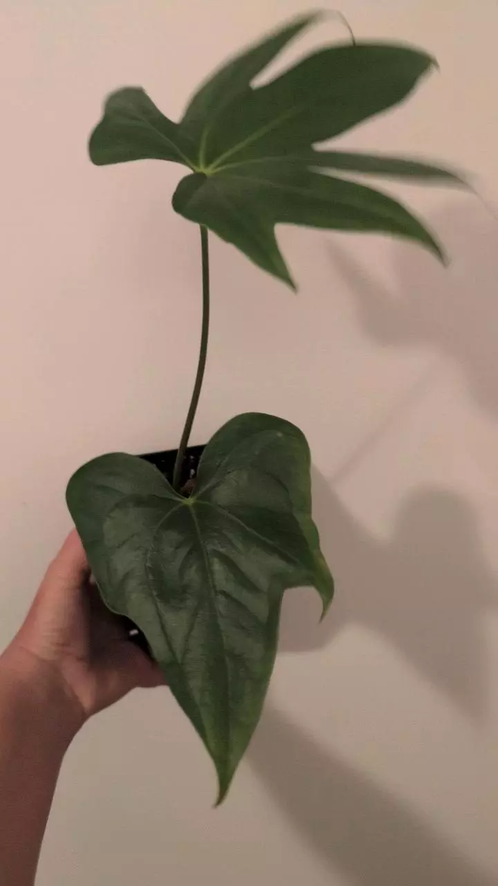 Anthurium 5 fingers thumbnail
