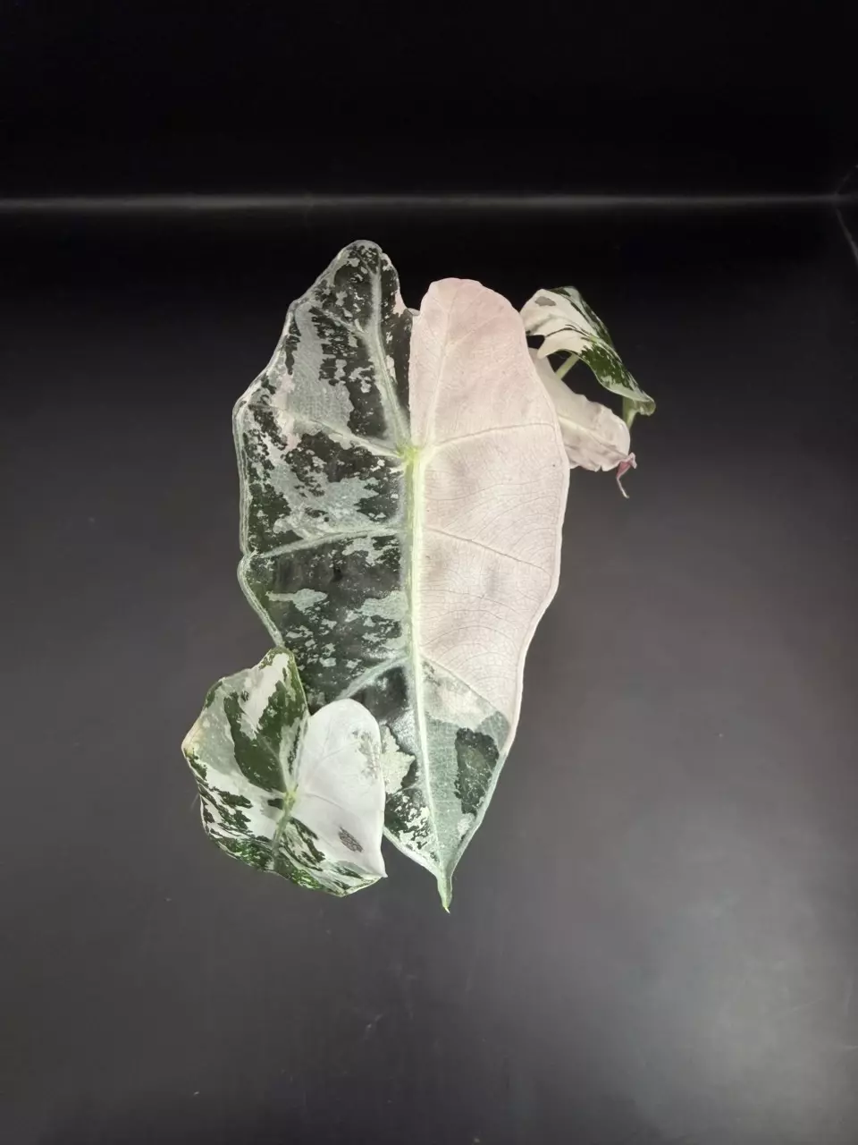 Alocasia Pink Polly thumbnail