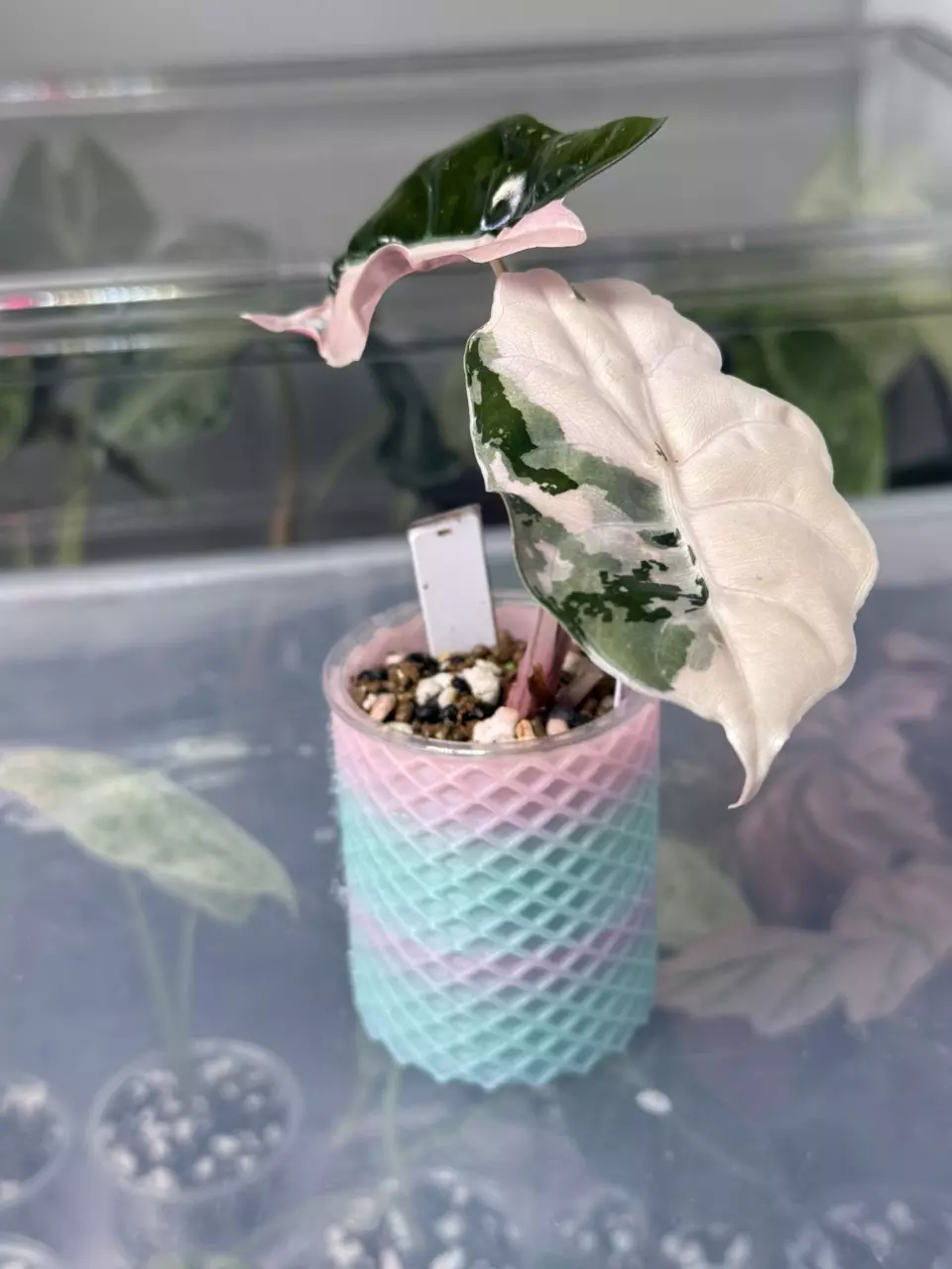 3D- Cotton candy cache pot thumbnail
