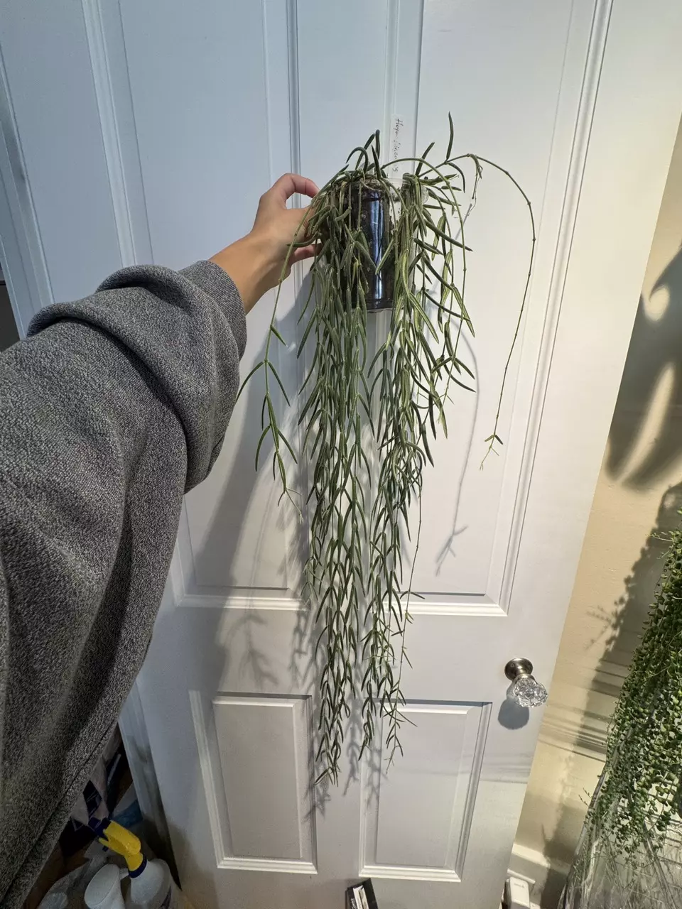 Hoya Linearis thumbnail