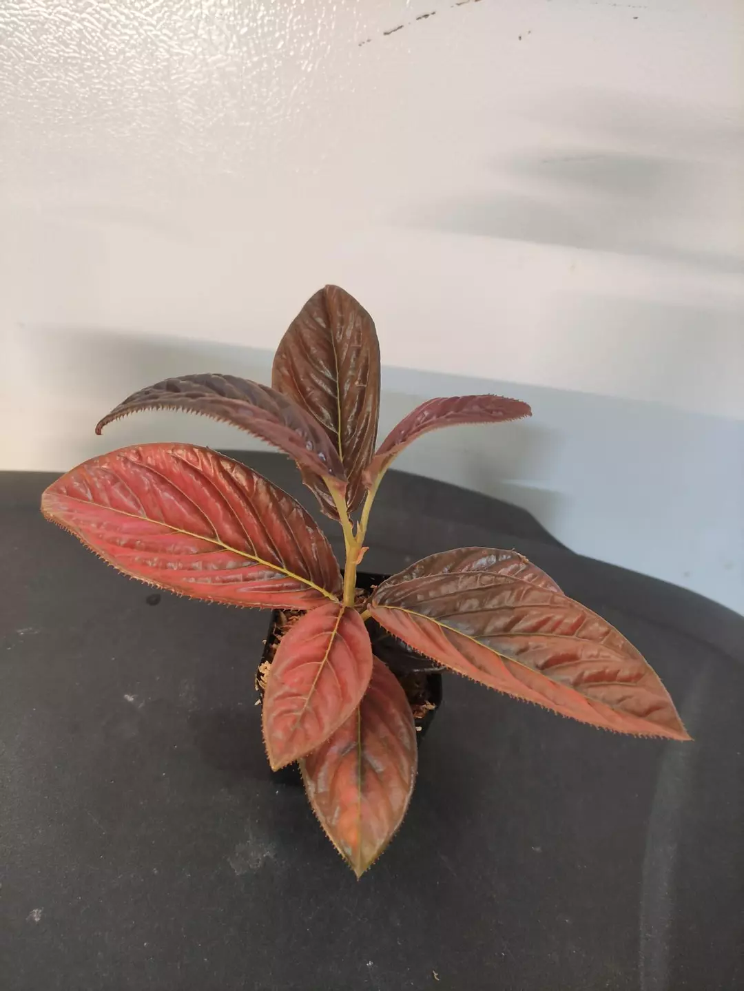 Ardisia sp. thumbnail