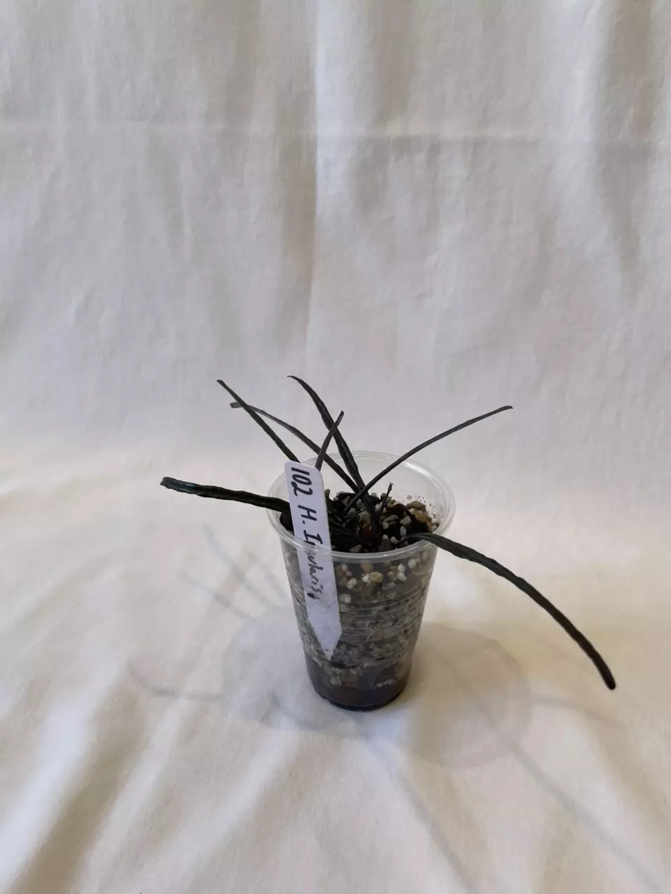 Hoya Insularis - 2” Starter thumbnail