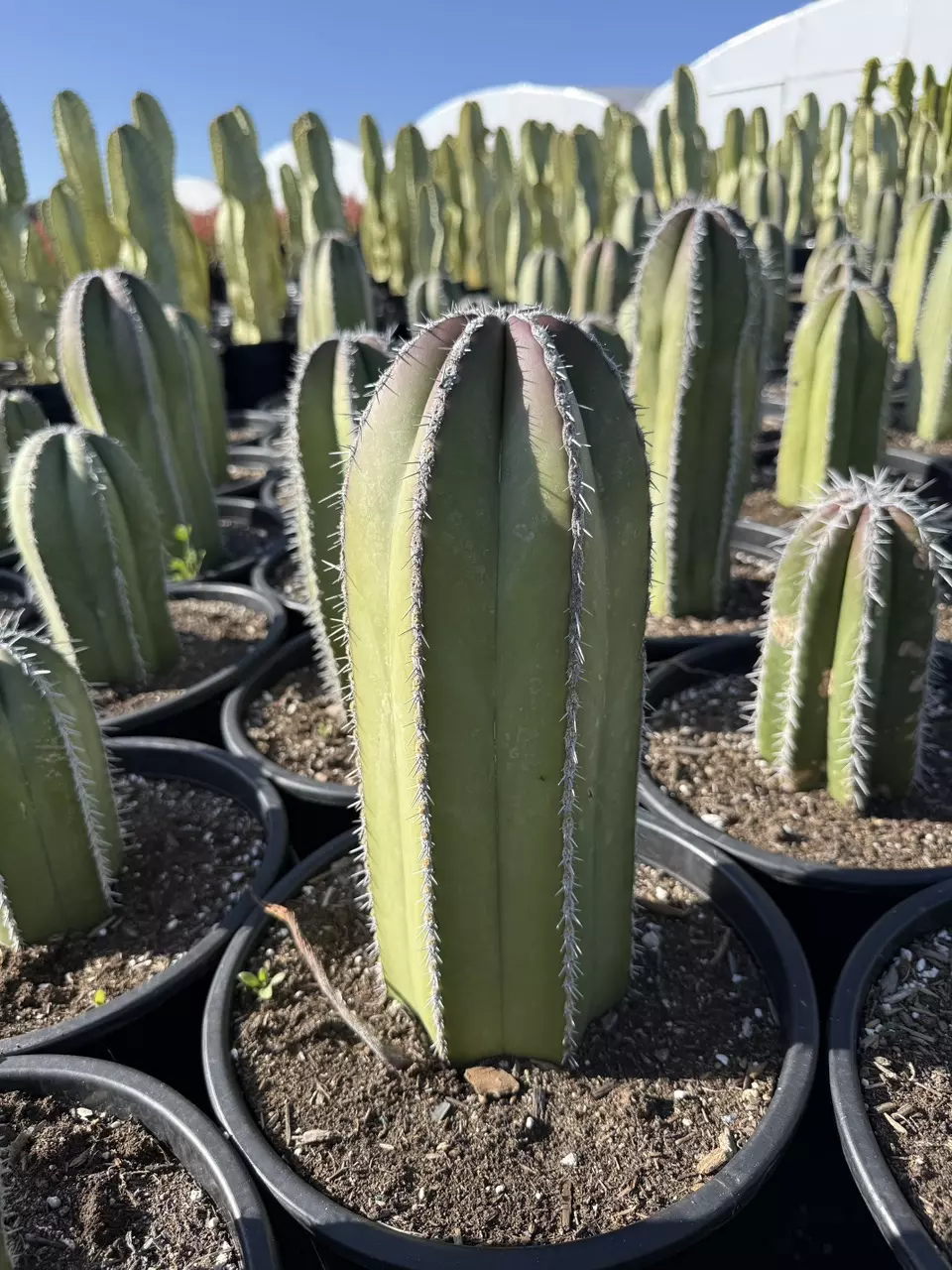 Pachycereus Marginatus | Mexian Fence Post Cactus | 3gal thumbnail