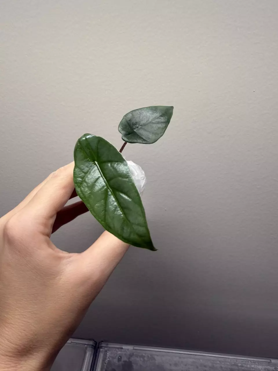 🦄ALOCASIA METALLIC BLUE ALBO thumbnail