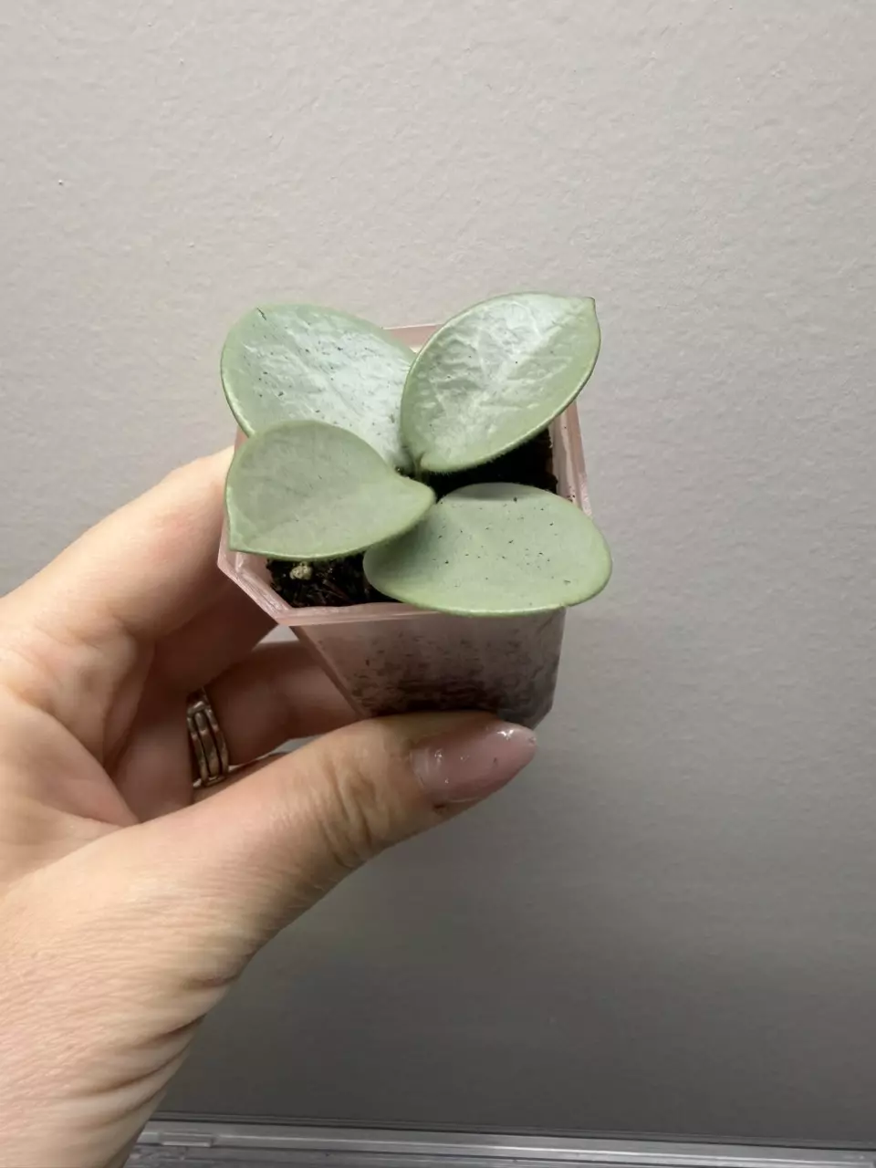 🦄H. ‘GREY FAIRY’ - new growth point! thumbnail