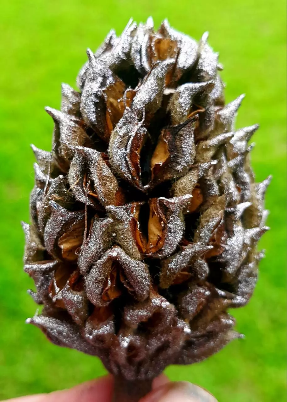 Magnolia fruit 10 per order thumbnail