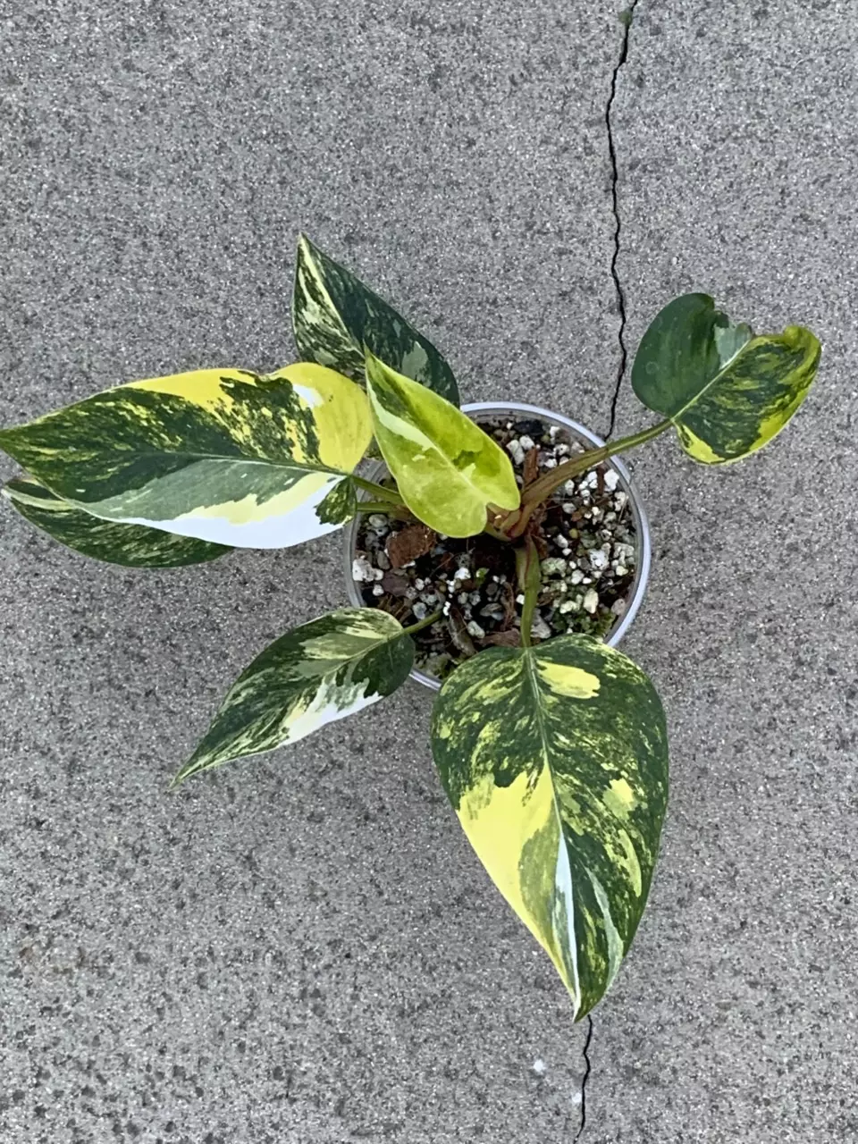 Philodendron White Princess tricolor thumbnail