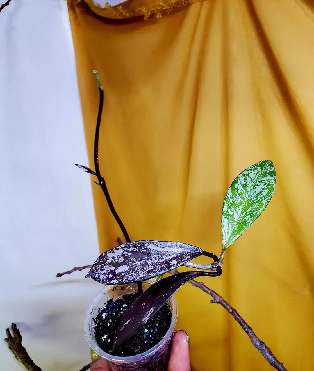 Hoya Pubicalyx 🪴✨️ Rooted Starter Plant thumbnail