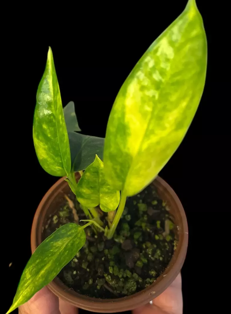 NT409: Cebu Blue Aurea thumbnail