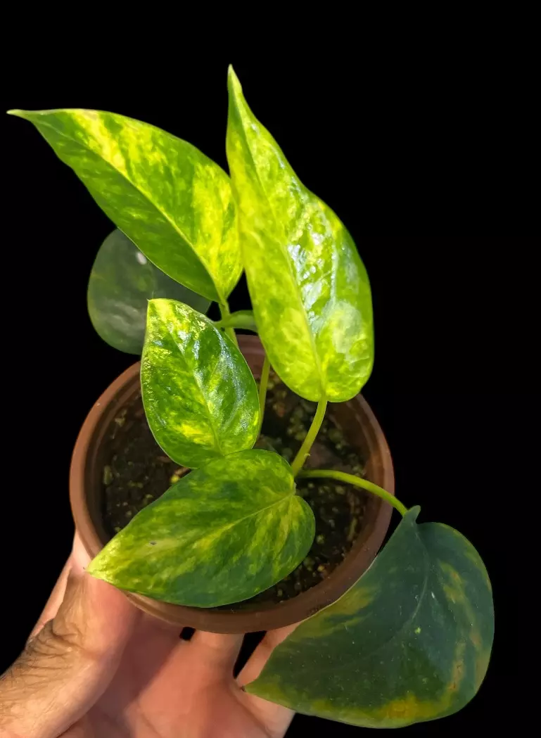 NT407: Cebu blue Aurea thumbnail