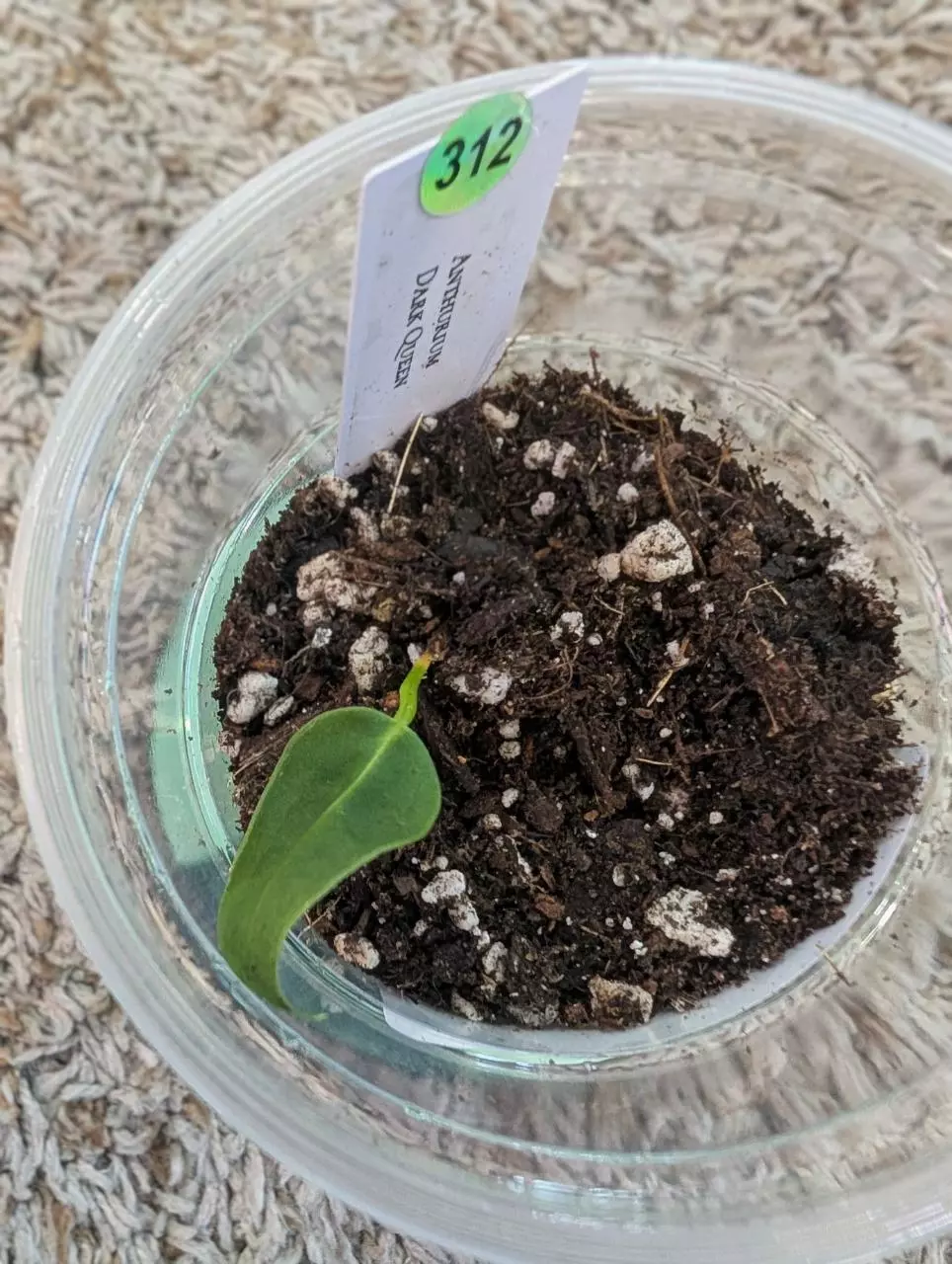 Anthurium Dark Queen starter #312 thumbnail