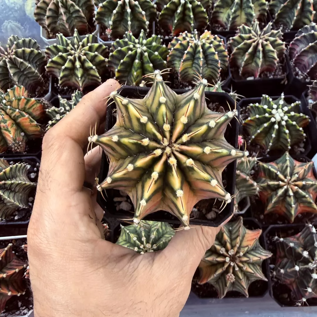 Gymnocalycium LB hybrid full thumbnail