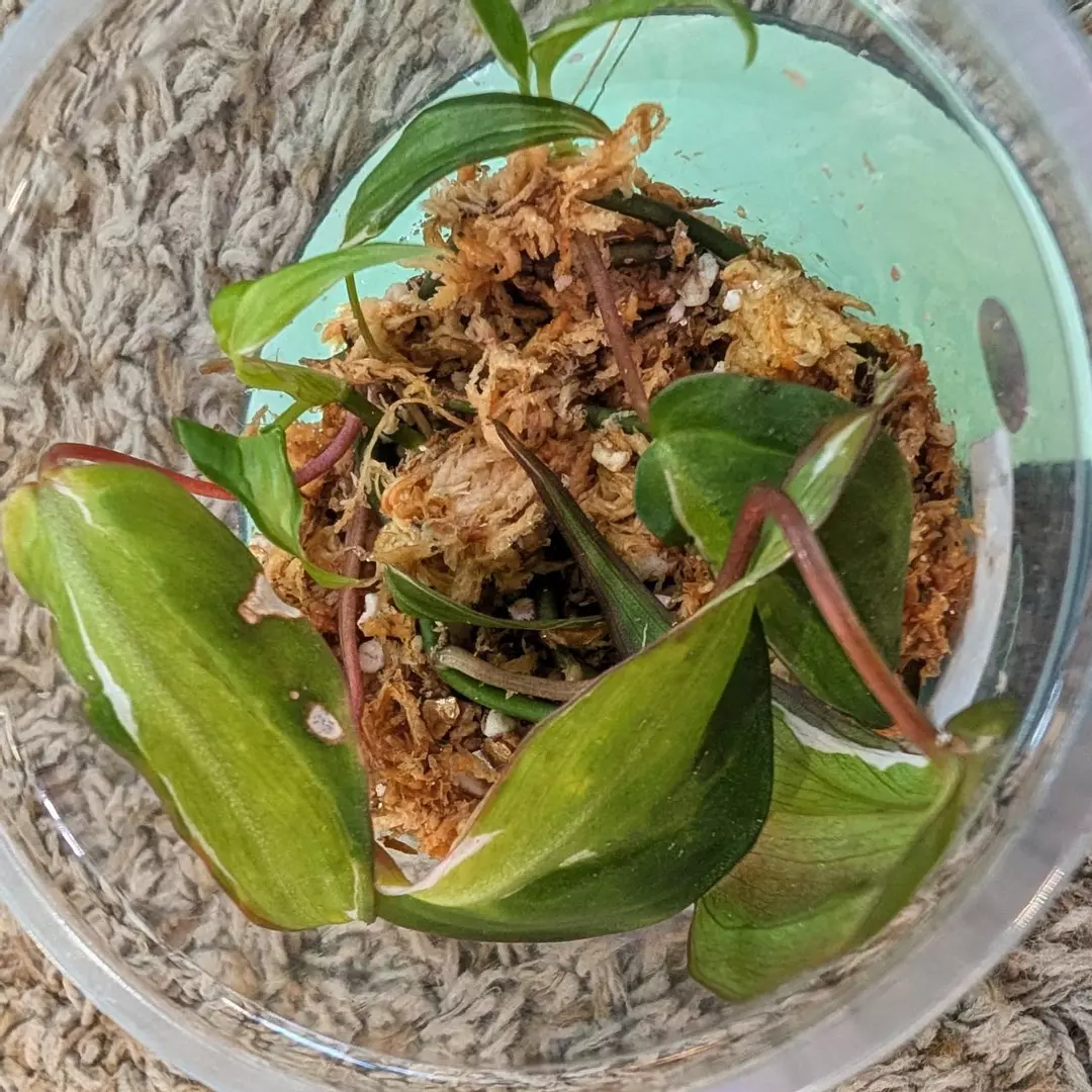 Philodendron Halo Micans rooted cuttings, #313 thumbnail