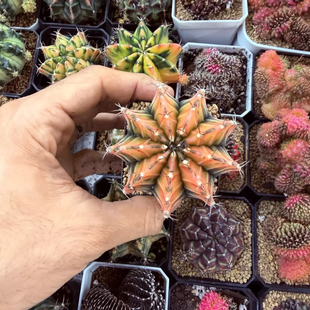 Gymnocalycium Popsicle thumbnail