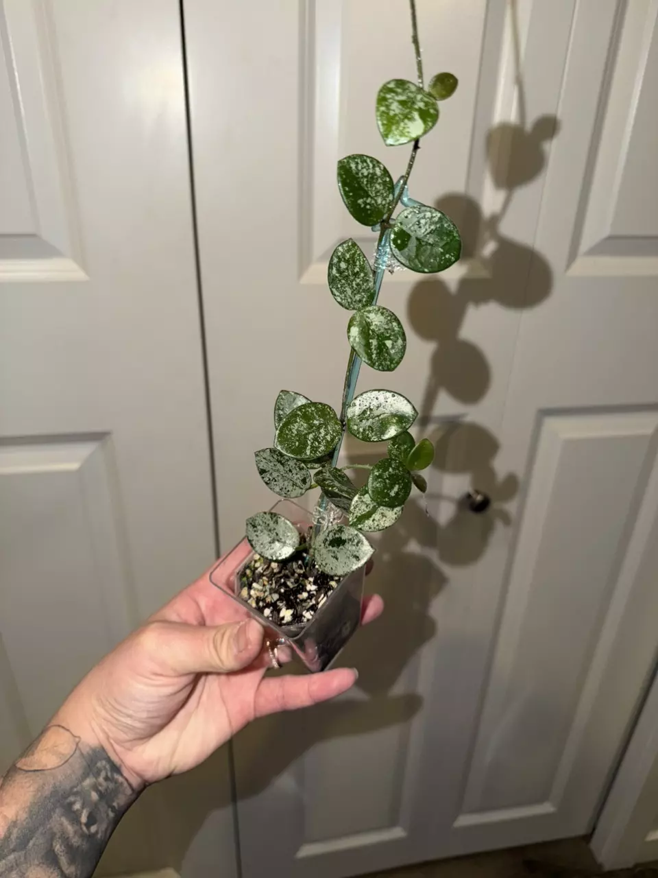 Hoya Mathilde Silver/Splash thumbnail