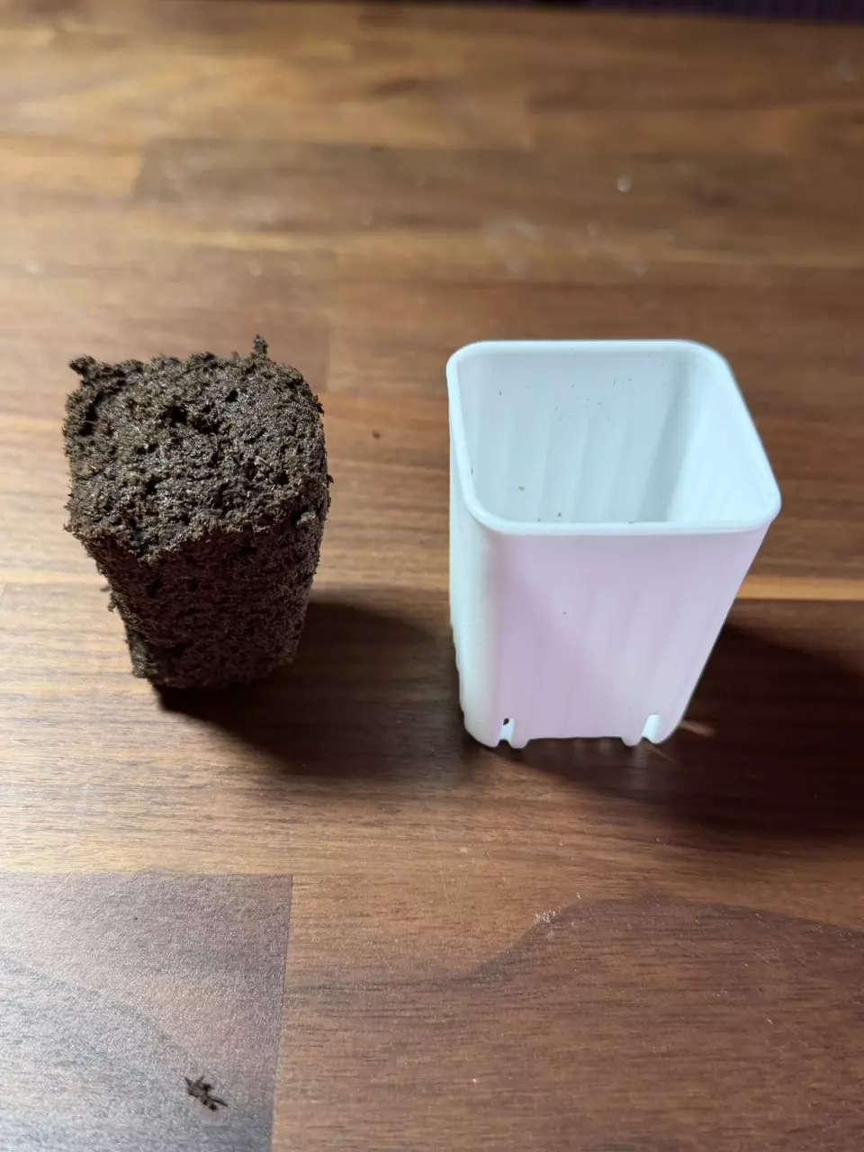 Tissue Culture Plug with Pot thumbnail