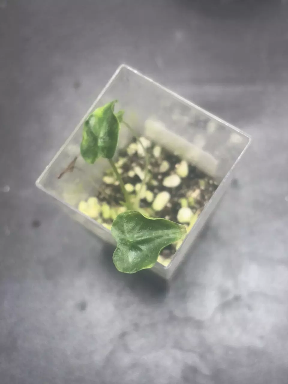 Alocasia Frydek Tattoo/“Emerald Tide” thumbnail