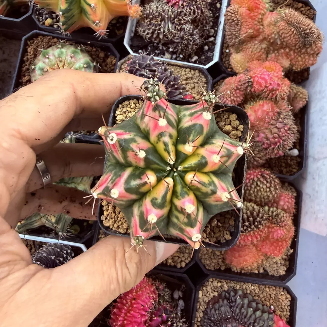 Gymnocalycium stained glass thumbnail