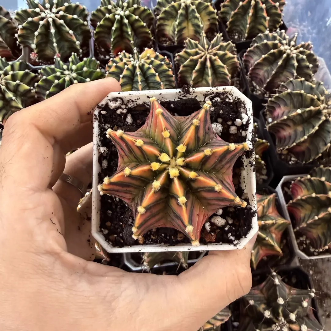 Gymnocalycium LB hybrid full thumbnail