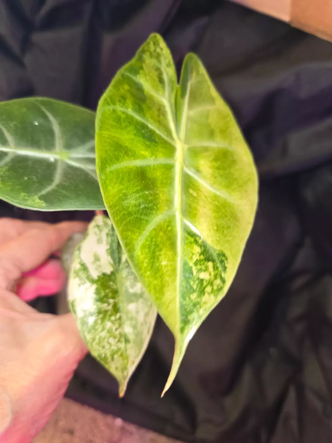 VARIGATED Nairobi Nights Corm thumbnail