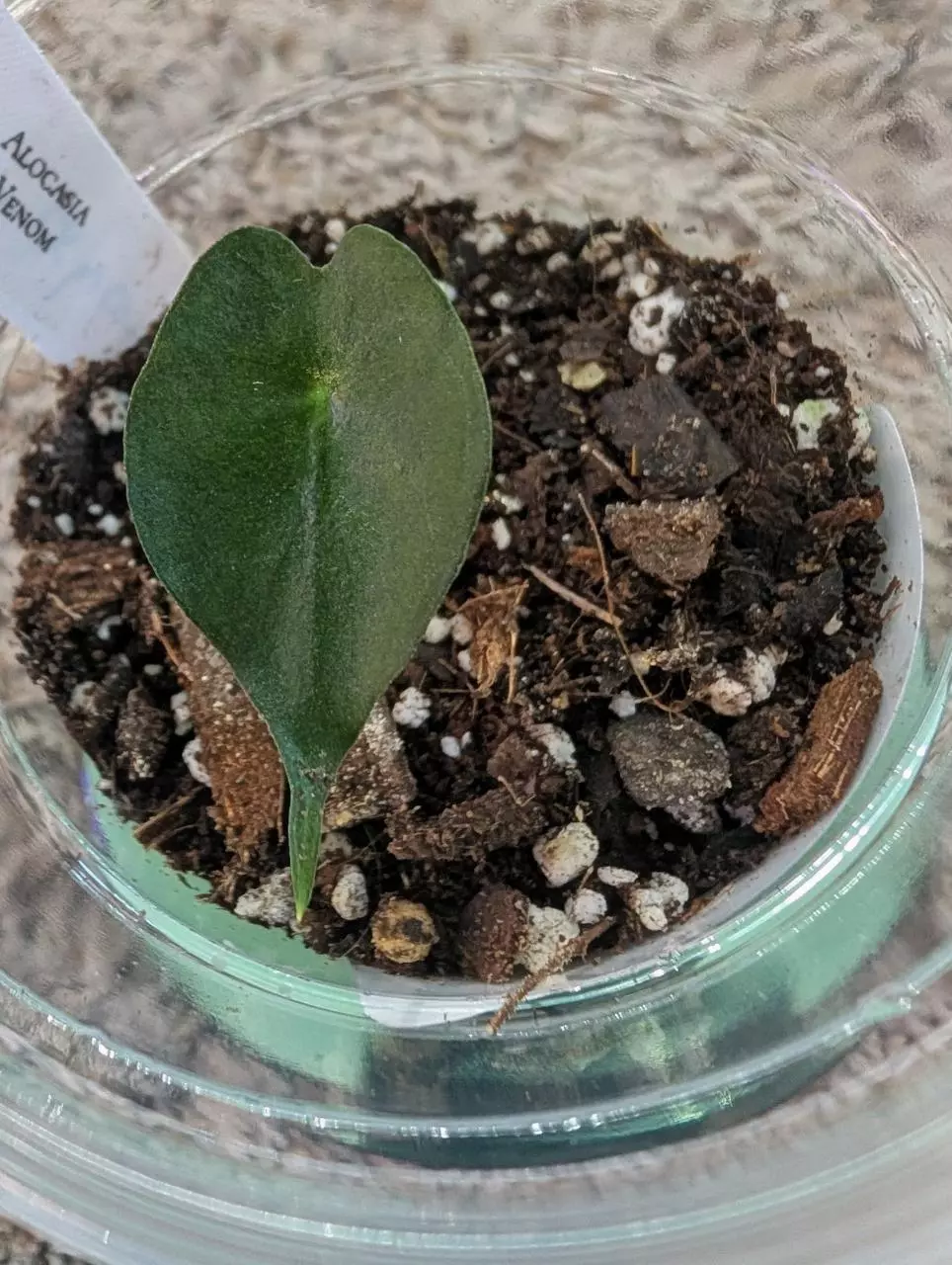 Alocasia Venom Pup with new growth popping up #311 thumbnail