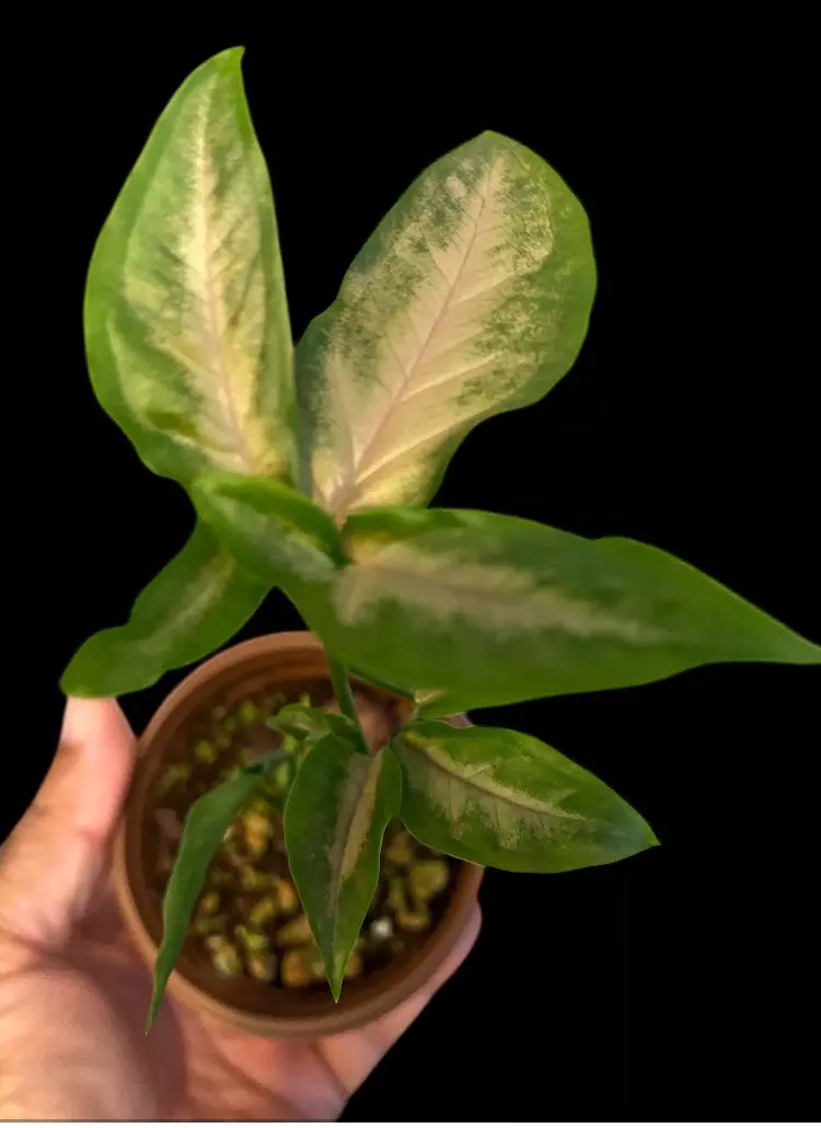 NT412: Syngonium Black pink thumbnail