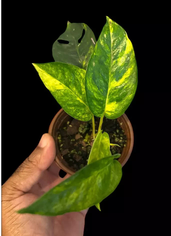 NT406: Cebu Blue Aurea thumbnail