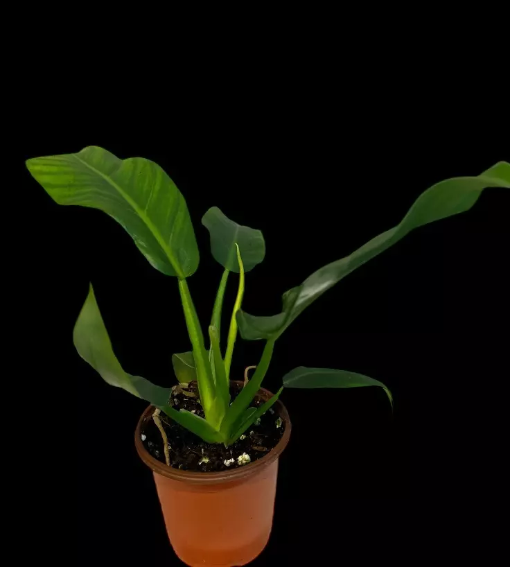 NT405: Philodendron Orlando ( Reverted) thumbnail