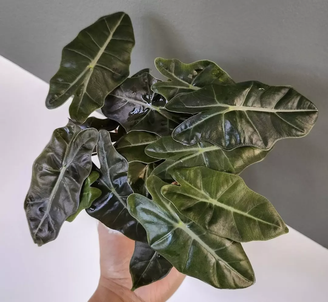 Sanderiana bull CORM only thumbnail