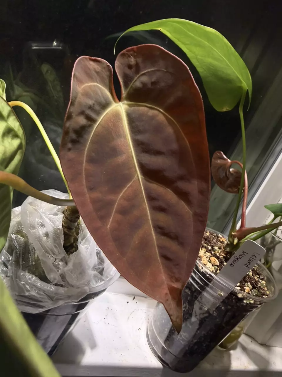 Anthurium Pink lemonade x pap thumbnail