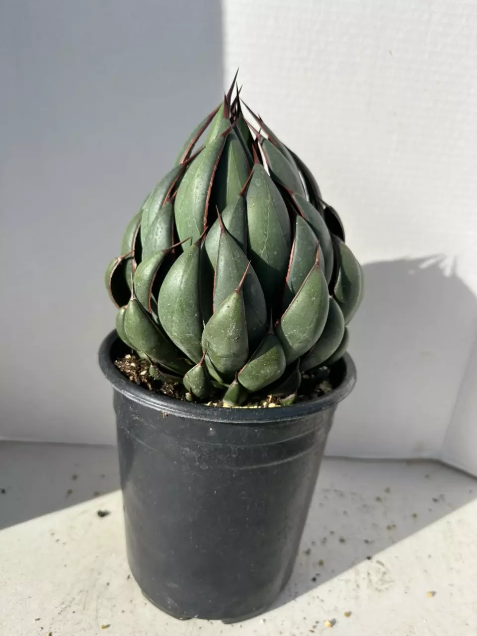 Mangave Praying Hands thumbnail