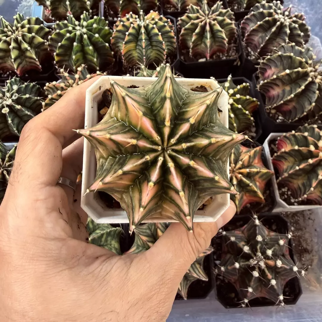 Gymnocalycium LB hybrid full thumbnail
