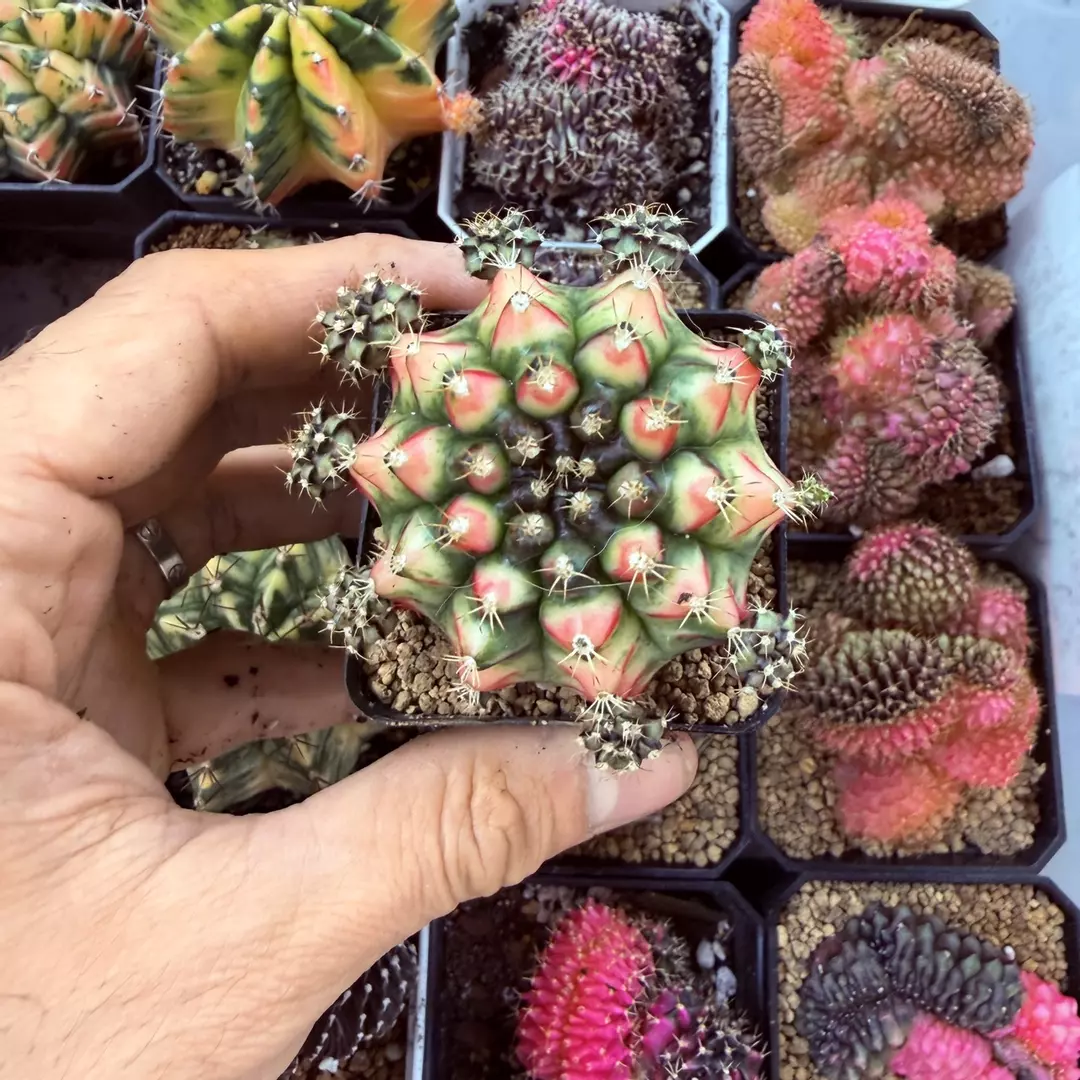 Gymnocalycium Nepali art thumbnail