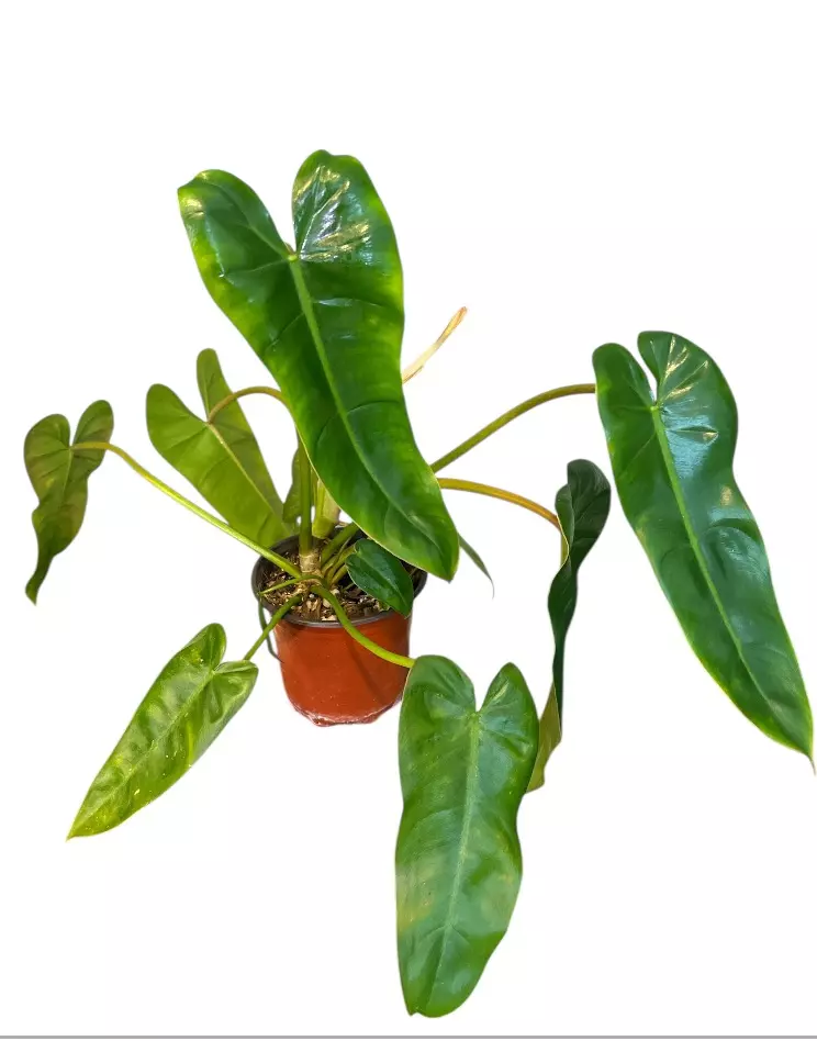 MT228- Billietiae x Sagittifolium thumbnail