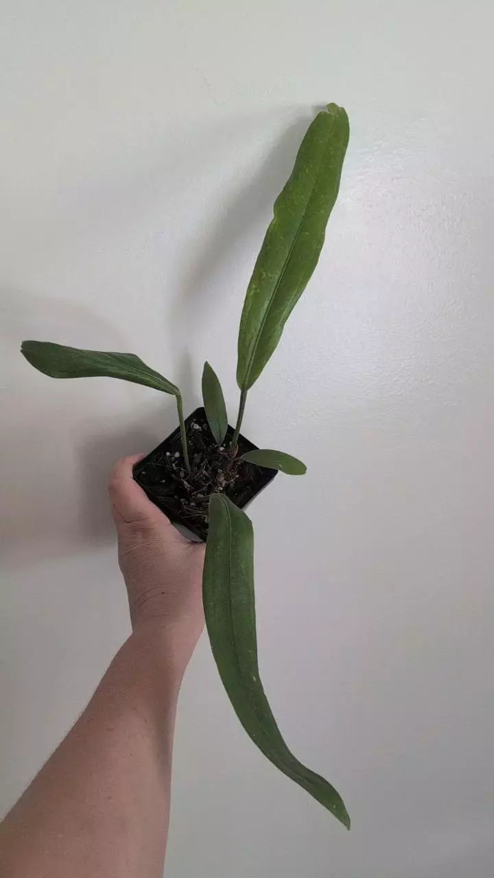 Anthurium bakeri thumbnail