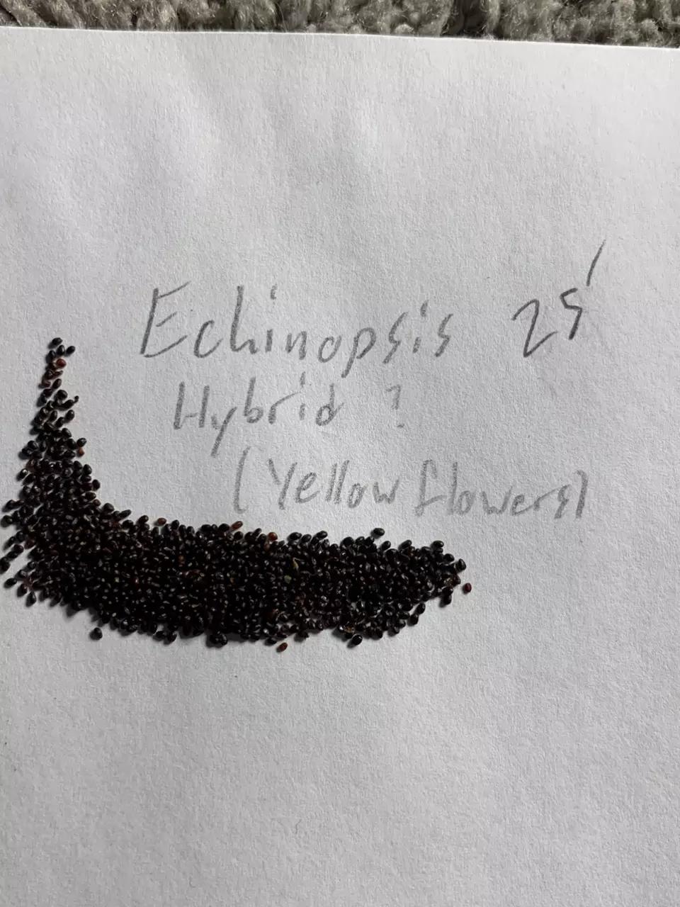 Echinopsis hybrid (yellow flowers) - 50 seeds thumbnail