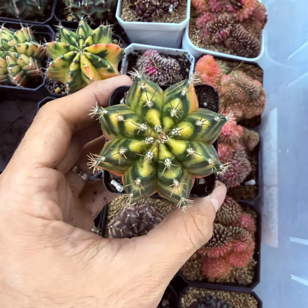 Gymnocalycium hybrid full thumbnail