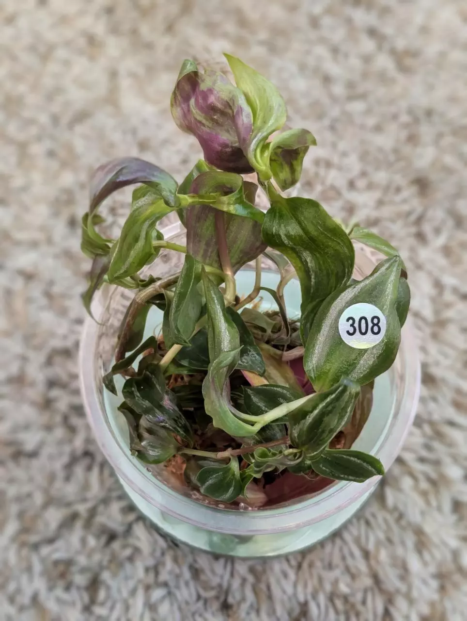 40z cup Tradescantia #308 thumbnail