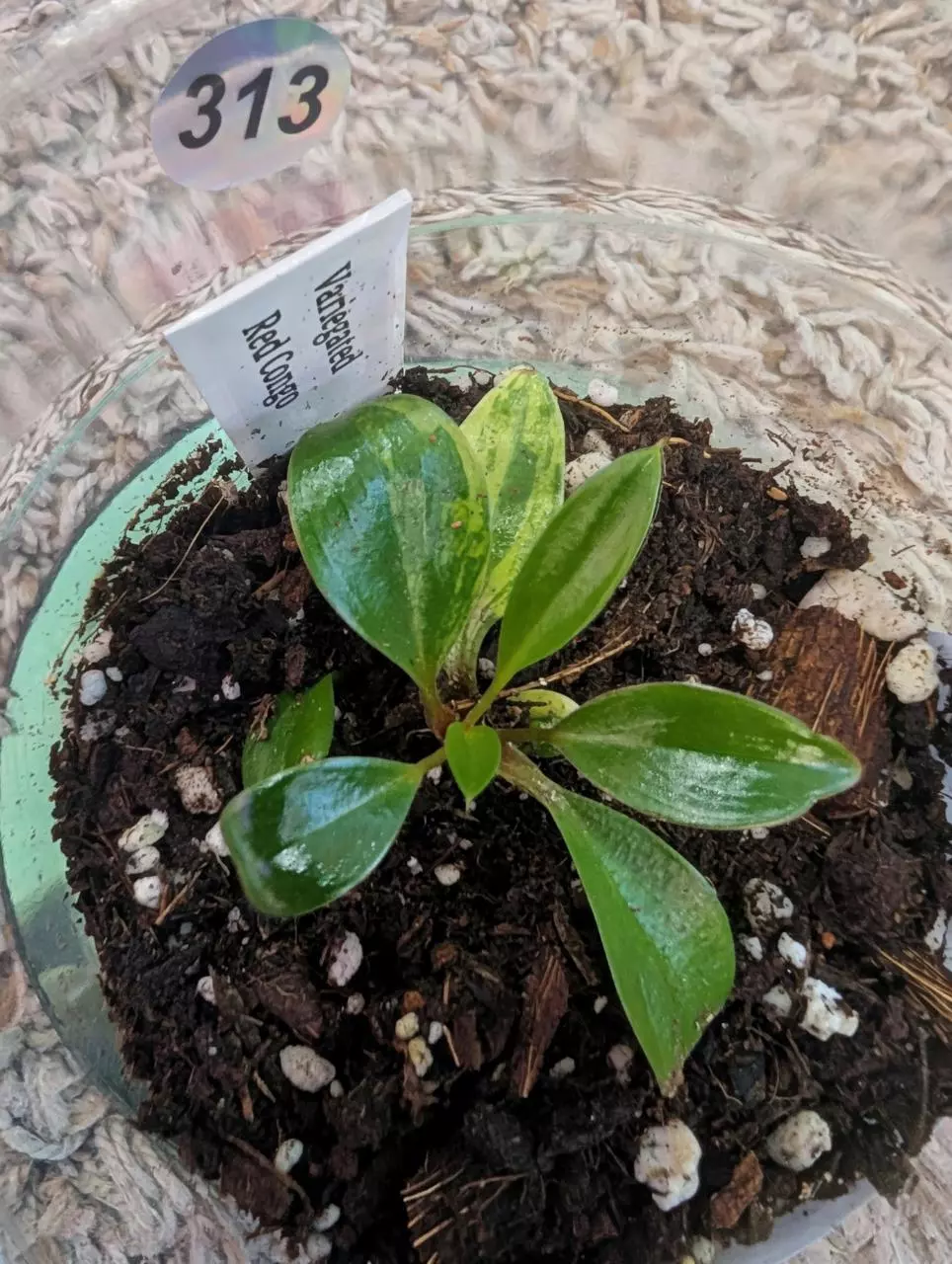 Variegated Philodendron Red Congo starter #313 thumbnail