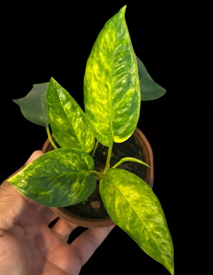 NT410: Cebu Blue Aurea thumbnail