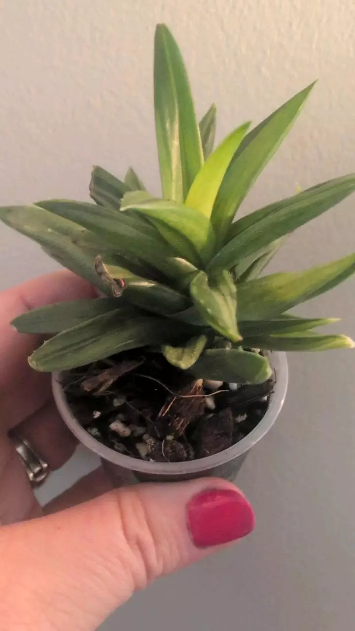 Variegated walmays aloe thumbnail