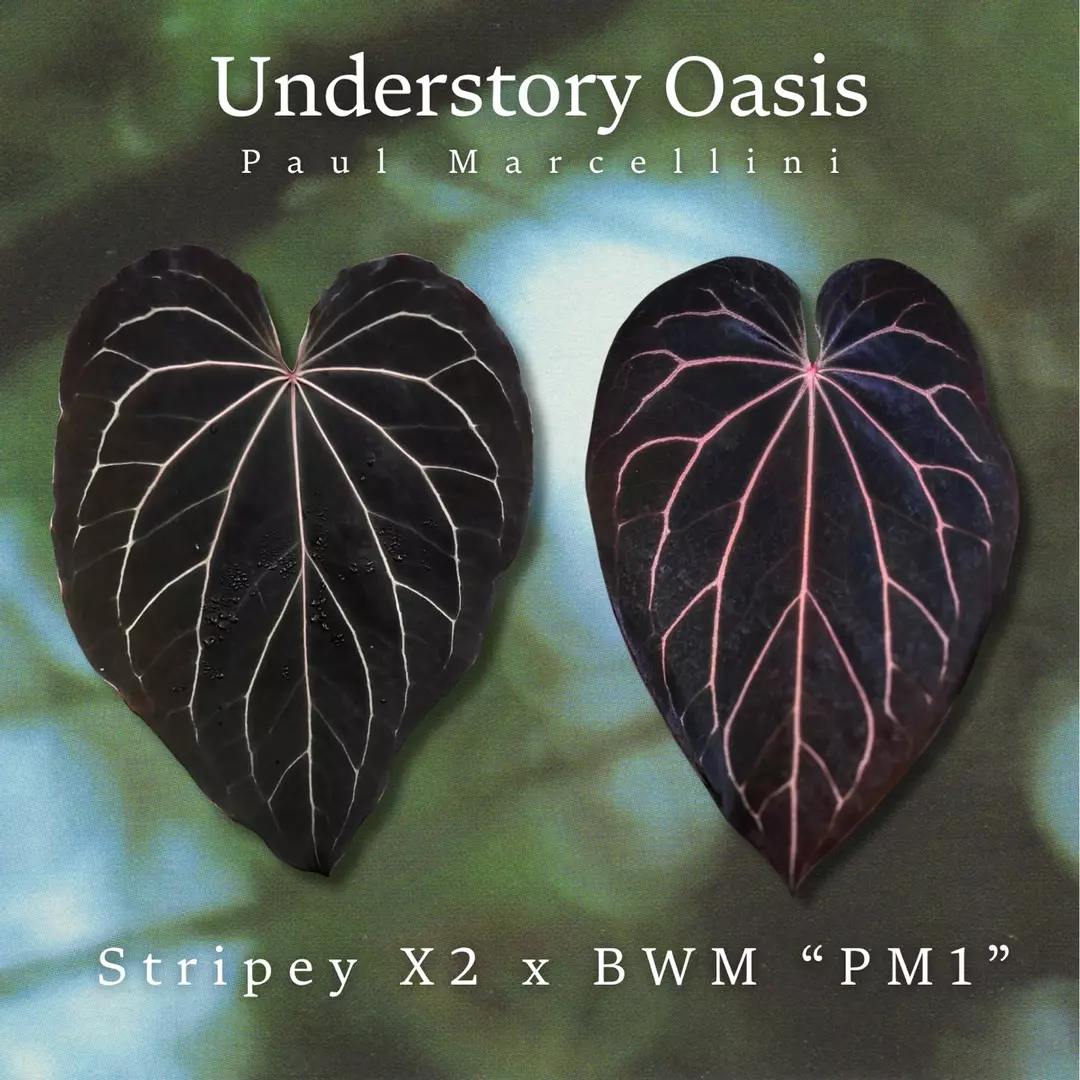 Anthurium Stripey X2 x BWM “PM1” thumbnail