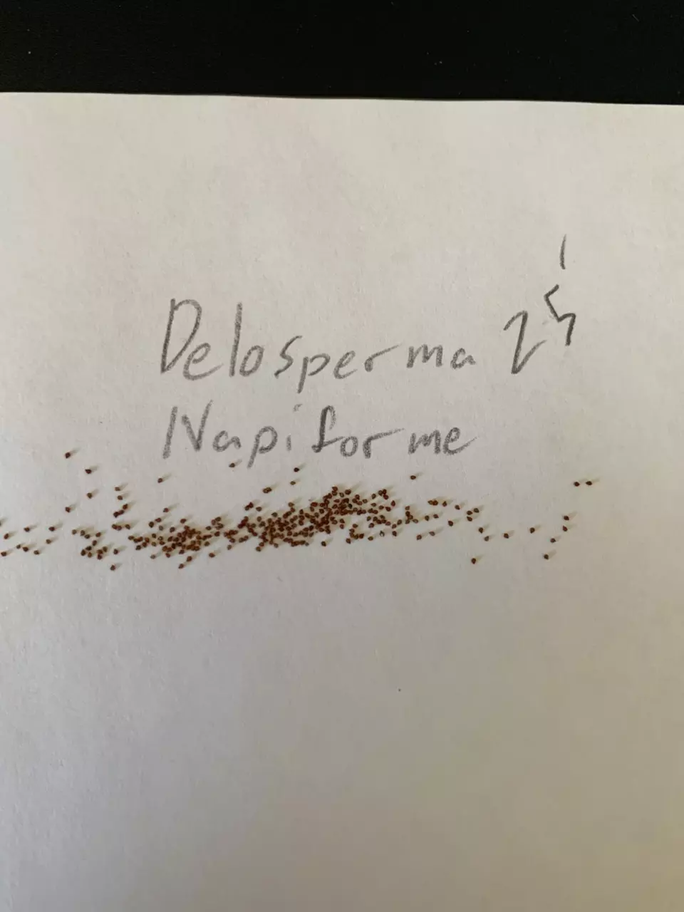 Delosperma napiforme - 20 seeds thumbnail