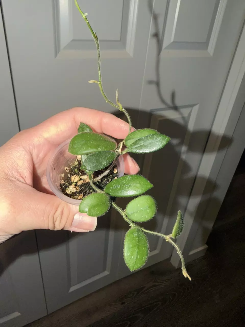 Hoya Edamame thumbnail